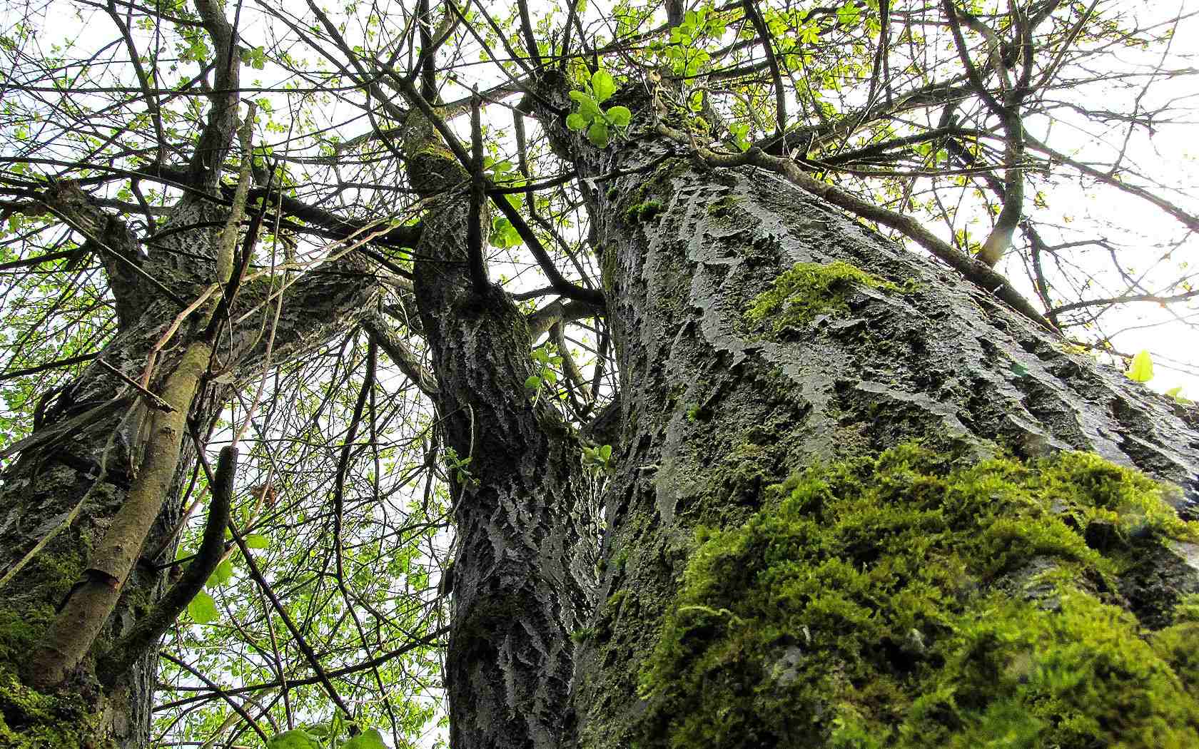 Il risveglio del bosco